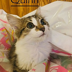 Thumbnail photo of Quinn Kitten #2