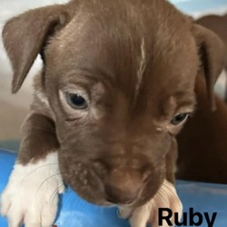 Thumbnail photo of Ruby #4