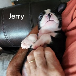 Thumbnail photo of Jerry #2