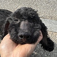 adopt-pet