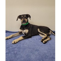 adopt-pet