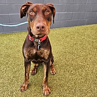 adopt a pet