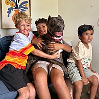 adopt a pet