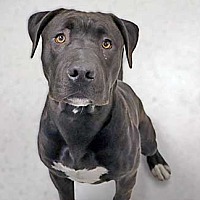 adopt a pet