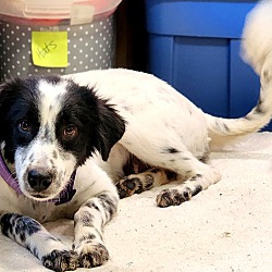 Thumbnail photo of Wilma~adopted! #4