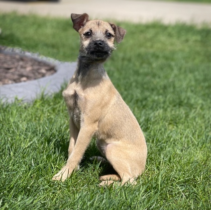 Elkhorn, WI - Terrier (Unknown Type, Small). Meet Grace a Pet for ...