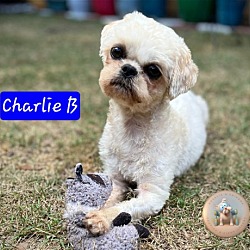 Photo of Charlie B