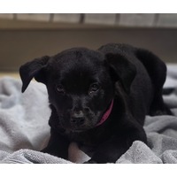 adopt-pet