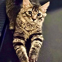 adopt-pet