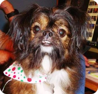 papillon shih tzu mix puppy