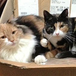 Thumbnail photo of Trudy&Ruthie (Sister Calicos) #1
