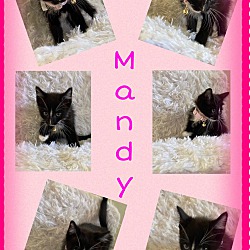 Thumbnail photo of Mandy #2