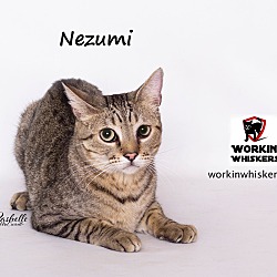 Photo of NEZUMI