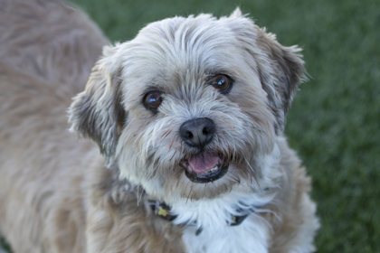 Dog for adoption - Gucci, a Mixed Breed in Colorado Springs, CO