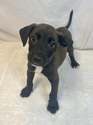 Mobile, AL - Labrador Retriever. Meet Rumblehorn a Pet for Adoption ...