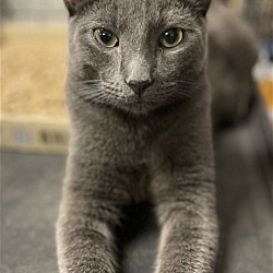 Photo of Zane: Dashing Russian Blue mix