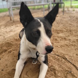 Photo of Freckles