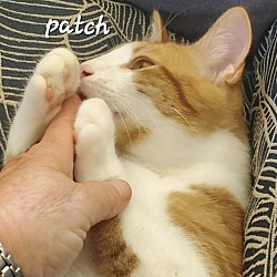 Thumbnail photo of Patch (Foster Care) #3