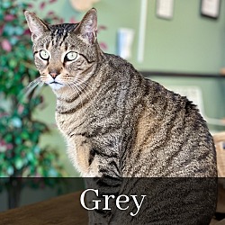 Thumbnail photo of Grey #1