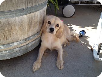 blonde cavalier king charles spaniel