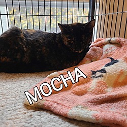 Thumbnail photo of MOCHA #2
