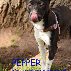 Photo of PEPPER