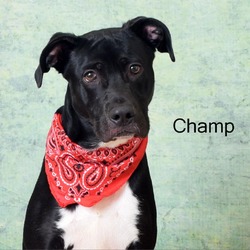 Photo of Champ