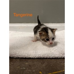 Photo of Tangerine