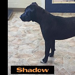 Thumbnail photo of Shadow #3