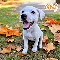 Thumbnail photo of Olaf #1