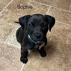 Thumbnail photo of Sophie #1