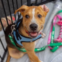 adopt a pet