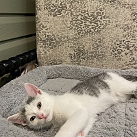 adopt-pet