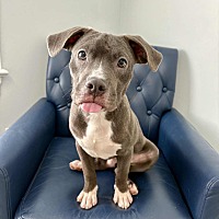 adopt a pet