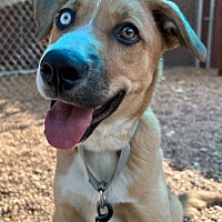 adopt a pet