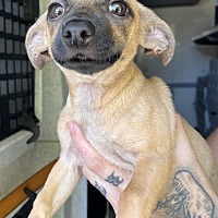 adopt a pet