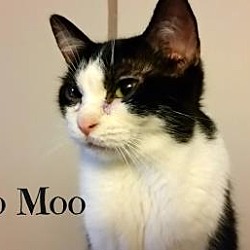 Thumbnail photo of Moo Moo #2