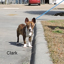 Thumbnail photo of Clark #4