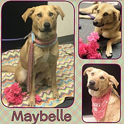 Thumbnail photo of Maybelle #2