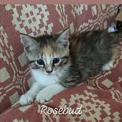 Photo of Rosebud
