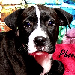 Thumbnail photo of Phoebe ~ meet me! #2