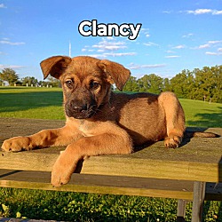 Thumbnail photo of Clancy VIDEO INCLUDED #1