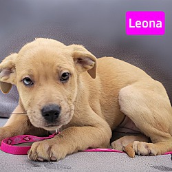 Thumbnail photo of Leona #2