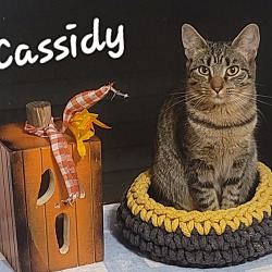 Photo of Cassidy