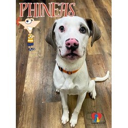 Photo of Phineas