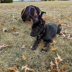 Thumbnail photo of ADELAIDE   12 POUND PUPPY   FOSTERED IN NEW JERSEY #4