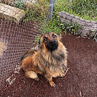 adopt-pet