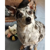 adopt-pet