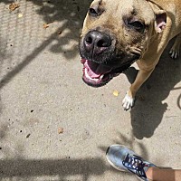 adopt a pet