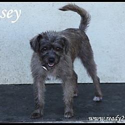 Thumbnail photo of Masey #3